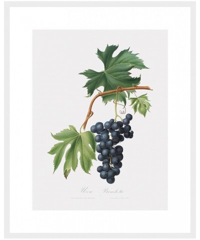 Uva Brachetto - Grape White frame 18x24 $32.38 Designer