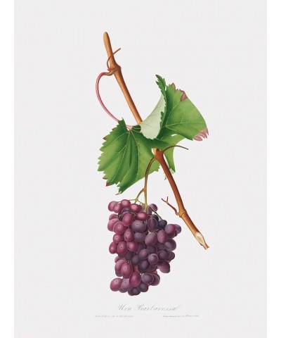 Uva Barbarossa - Grape Barberossa Print Only(Matte) 9x12 $212.38 Rectangular