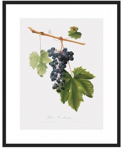 Uva Colorino - Grape Black frame 18x24 $38.05 Designer