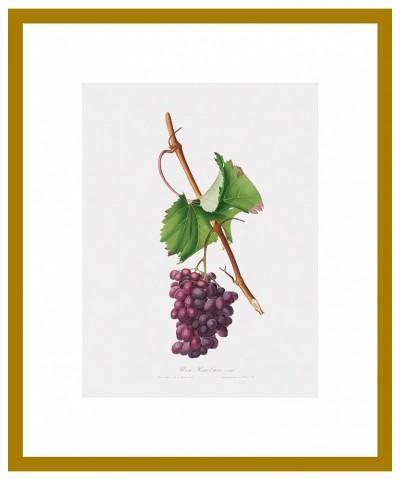 Uva Barbarossa - Grape Barberossa Gold frame 12x16 $69.29 Rectangular