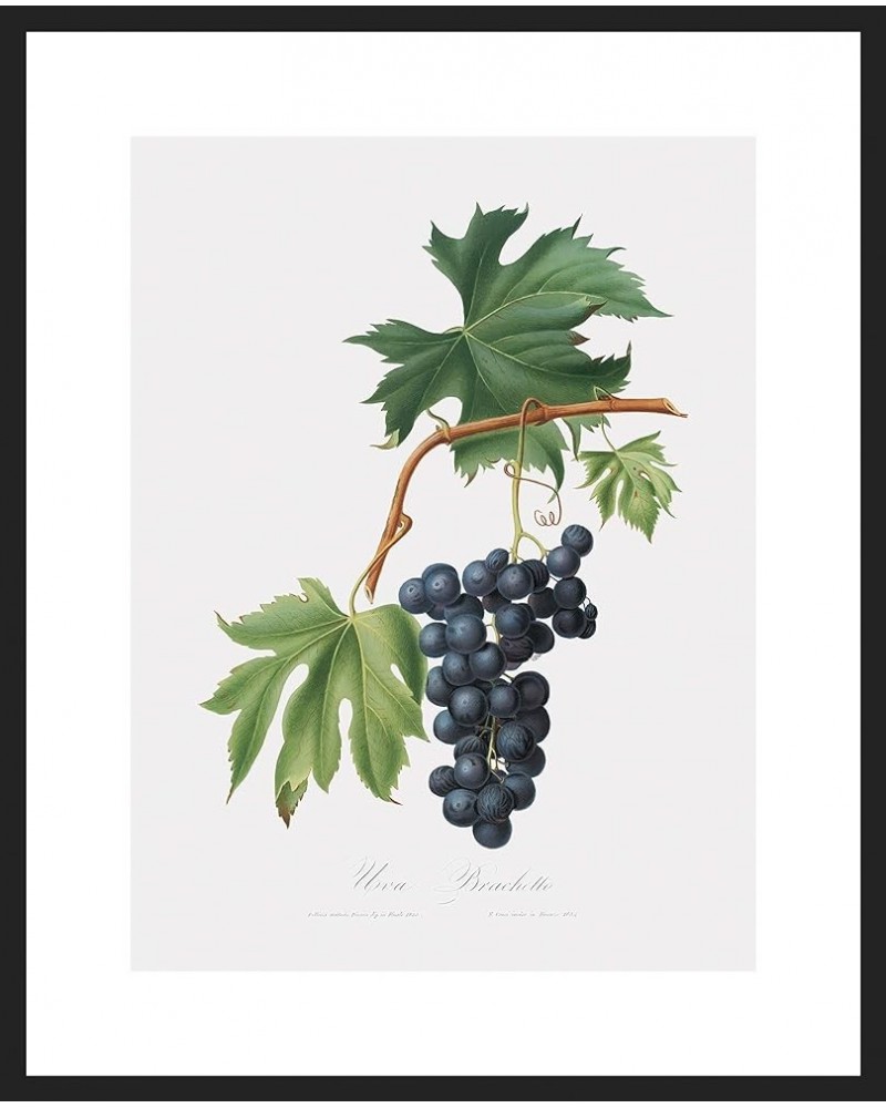 Uva Brachetto - Grape Black frame 18x24 $58.03 Designer