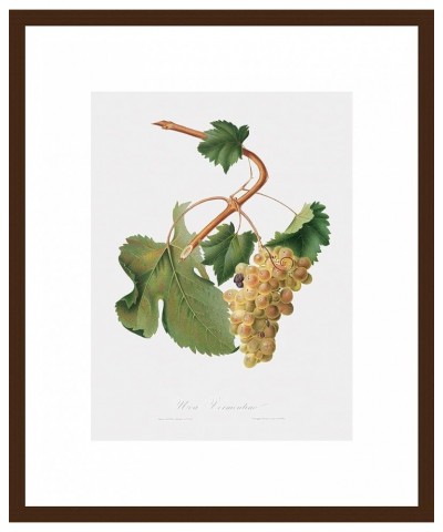 Uva Vermantino - Vermentino Grapes Walnut frame 12x16 $98.99 Rectangular