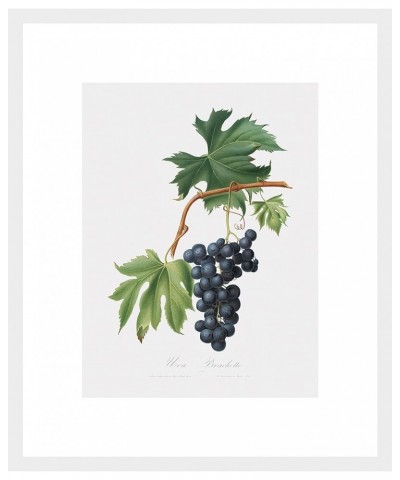 Uva Brachetto - Grape White frame 12x16 $115.48 Rectangular